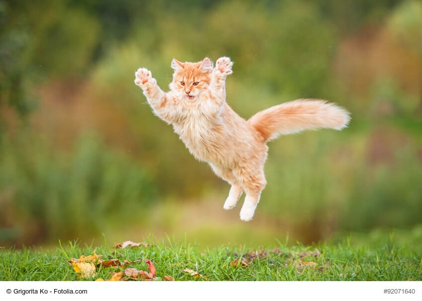 Die unglaublichen Fähigkeiten der Katze