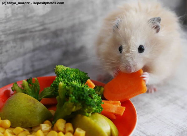 Was fressen Hamster: Alles, was du über ihr Fressverhalten und das beste Hamsterfutter wissen musst