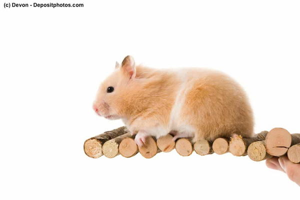 Kaufratgeber: Das beste Hamster-Spielzeug