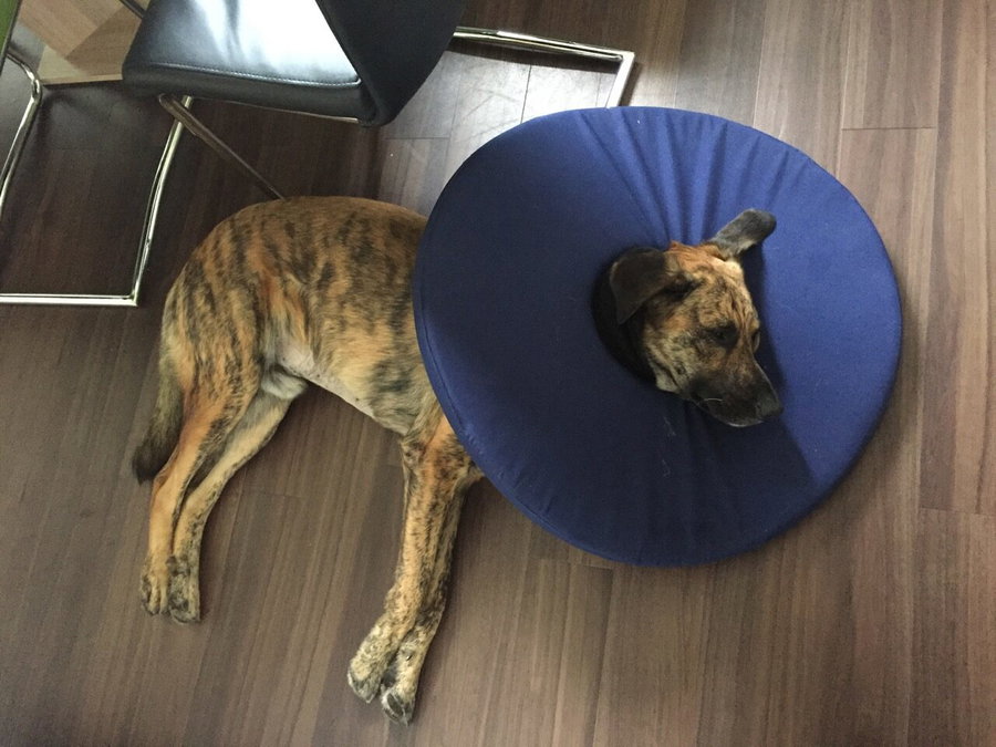 Der TEPAW Schutzkragen im Test