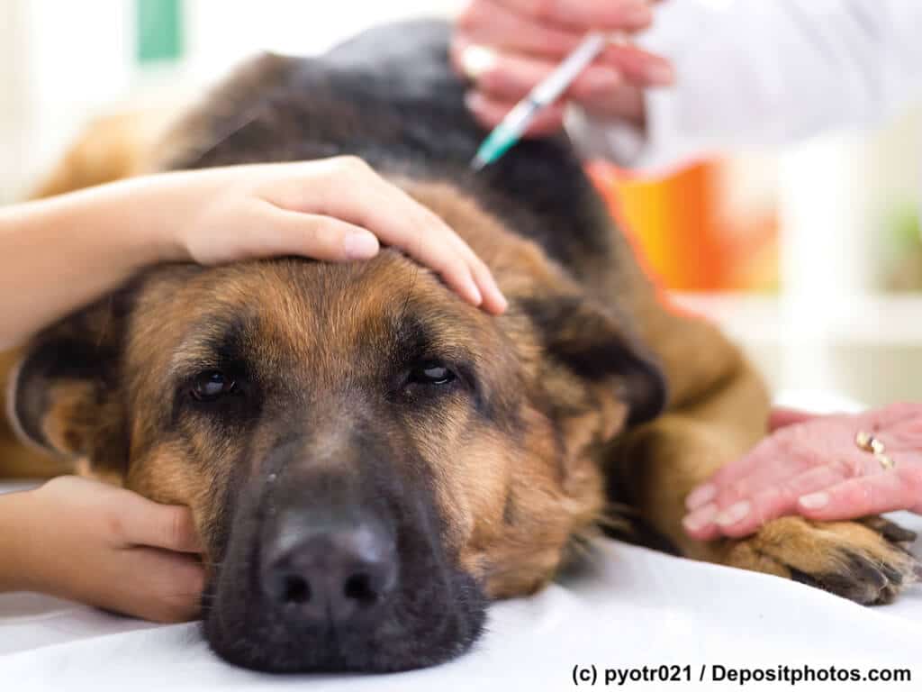 Infos Tierarzt Beruf