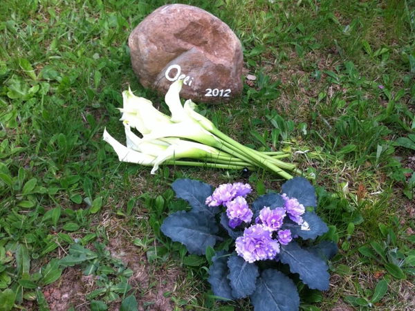 Berufe mit Tieren: Was macht ein Tierbestatter?