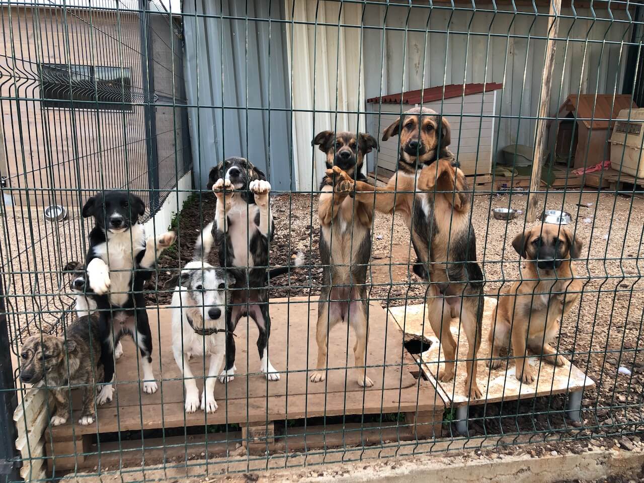 Tierheim Tierschutz Hundewelpen