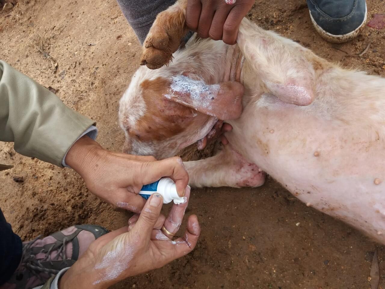 Tierheim Tierschutz Wunden pflegen