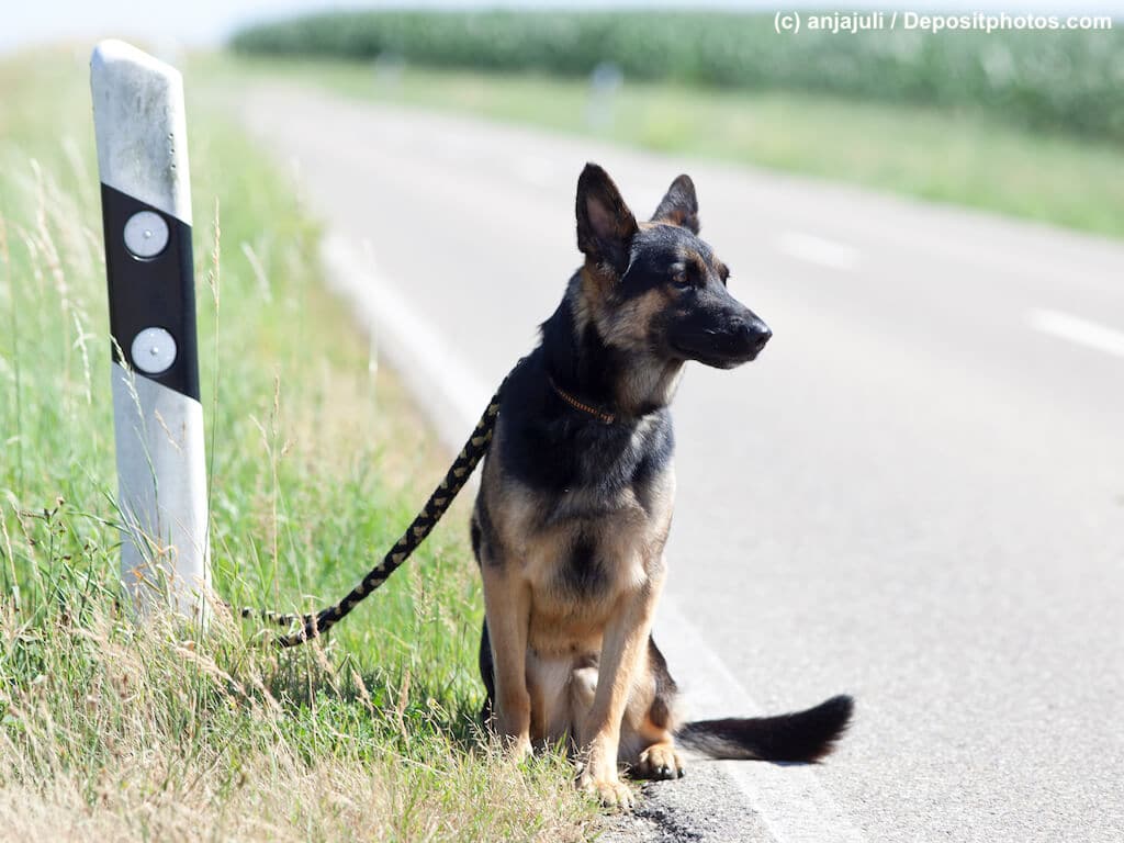 Schäferhund sitzt angebunden und ausgesetzt am Straßenrand