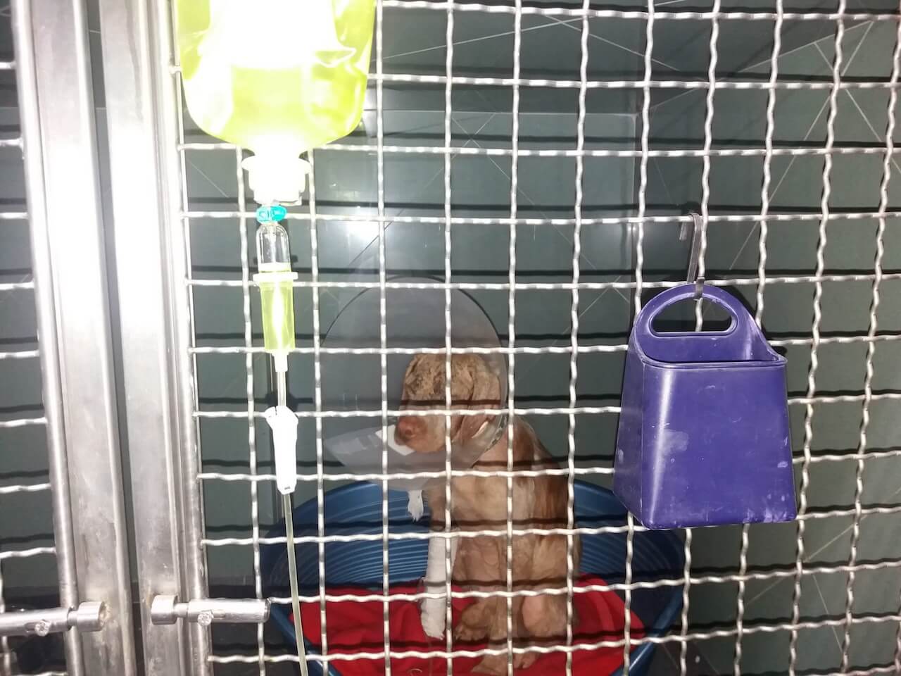 Hund beim Tierarzt in einer Box Infusion. Beschriftung lautet: Gerade Welpen mit Parvovirose müssen beim Tierarzt intensiv medizinisch betreut werden.