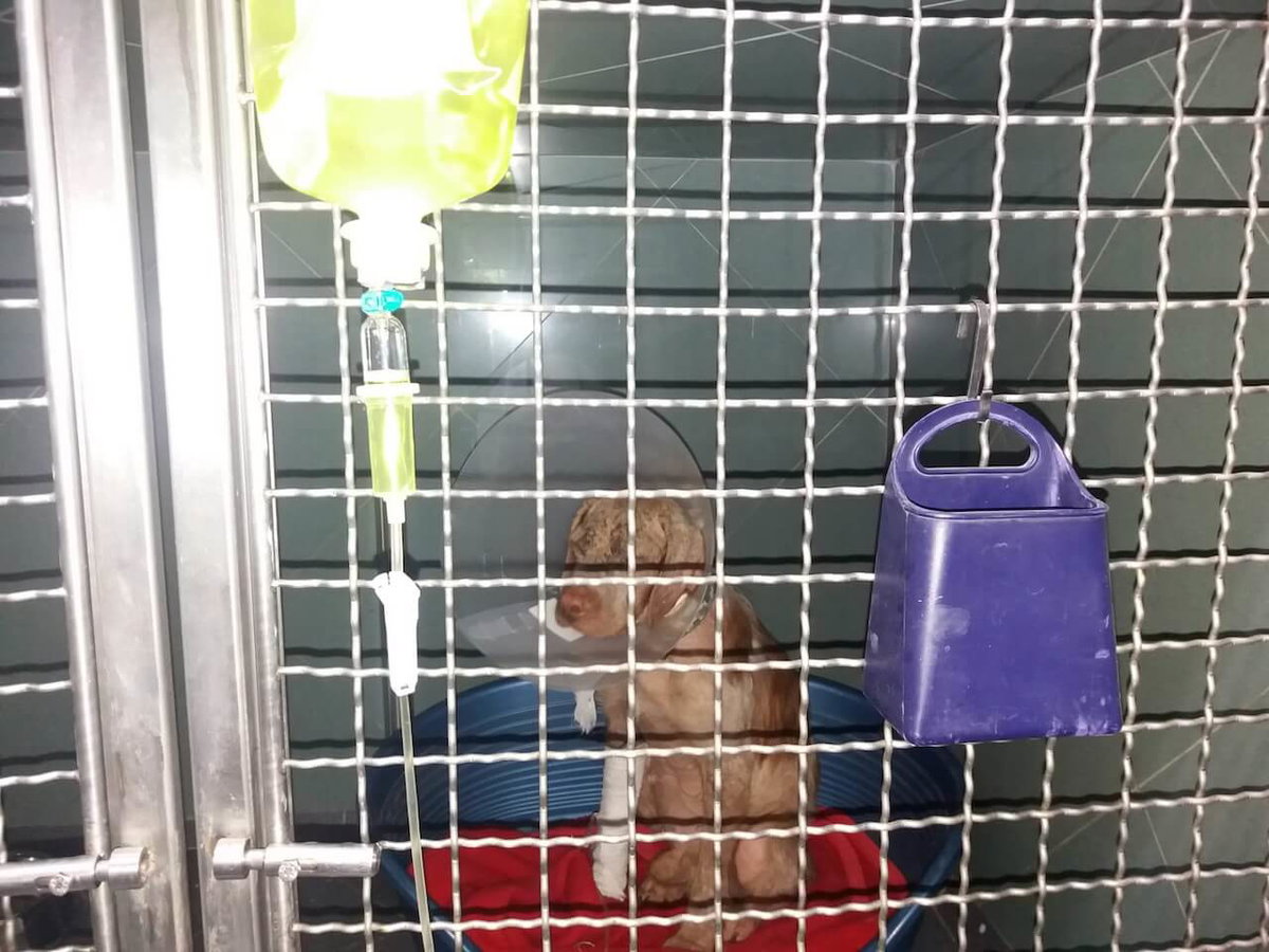 Hund beim Tierarzt in einer Box Infusion. Beschriftung lautet: Gerade Welpen mit Parvovirose müssen beim Tierarzt intensiv medizinisch betreut werden.