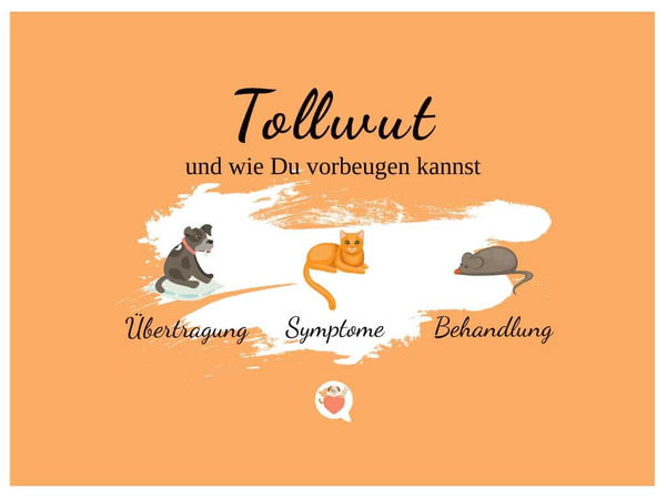 Tollwut