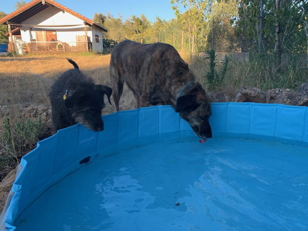 Der Toozey Hundepool im Test