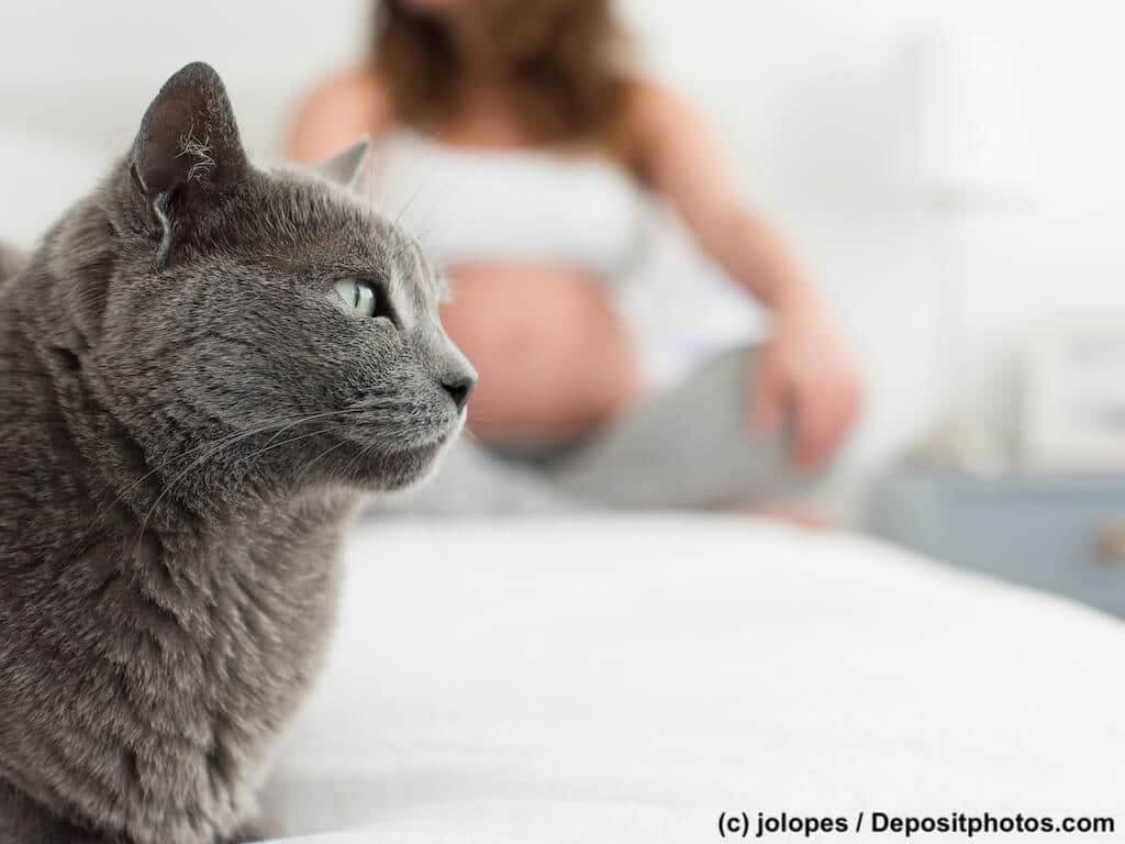 Nahaufnahme einer Katze im Hintergrund eine schwangere Frau im Schneidersitz