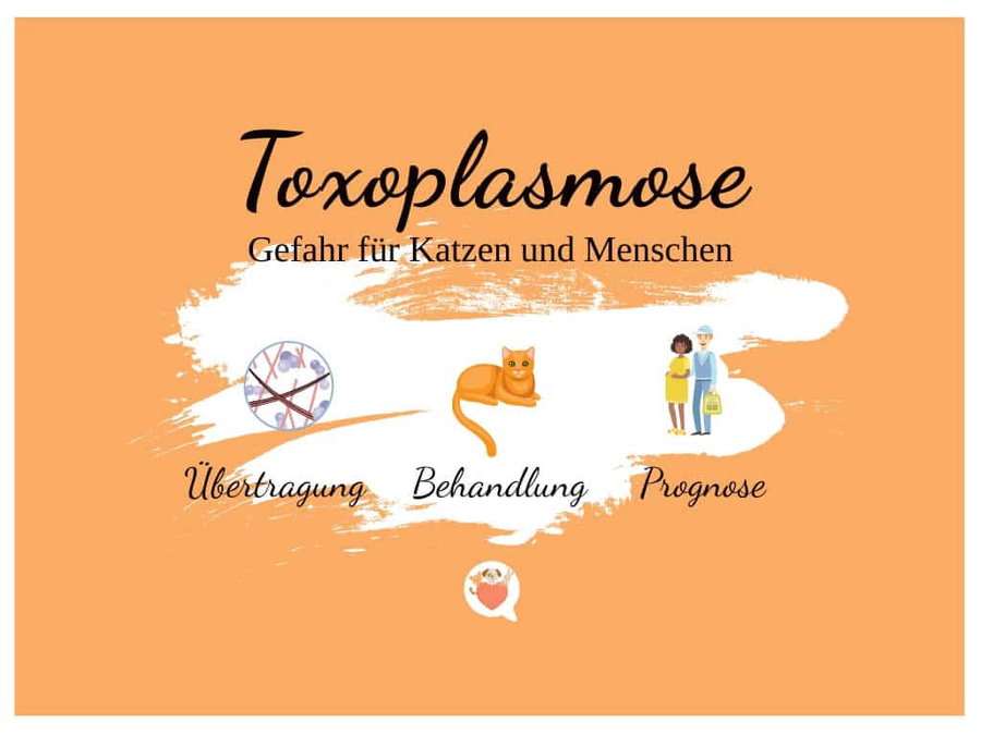 Toxoplasmose - Gefahr für Katzen und Menschen?