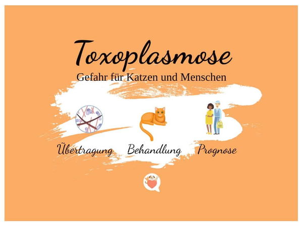 Toxoplasmose - Gefahr für Katzen und Menschen?