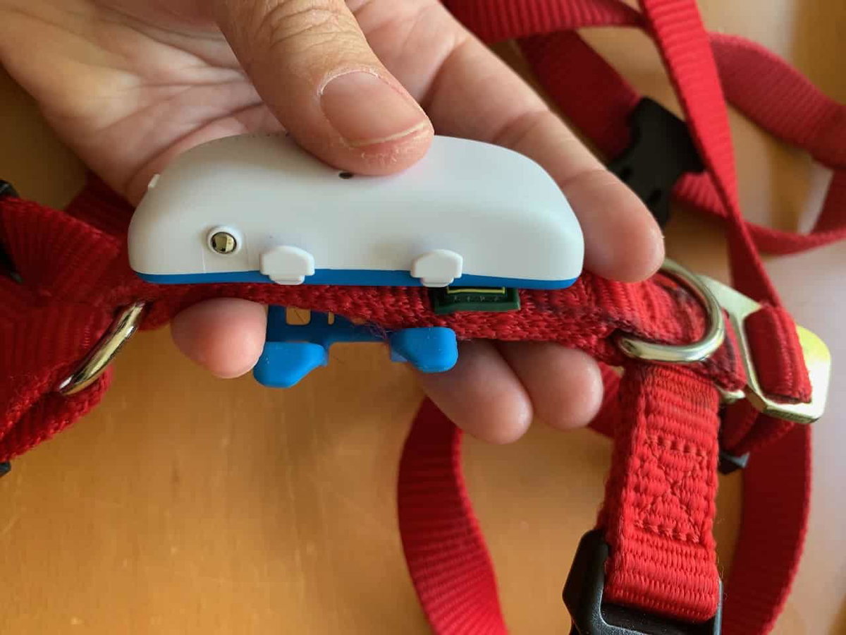 Sowohl die Befestigung als auch der Aktivierungsknopf des GPS-Tracker DOG 4 von tracitve sind hundefreundlich.