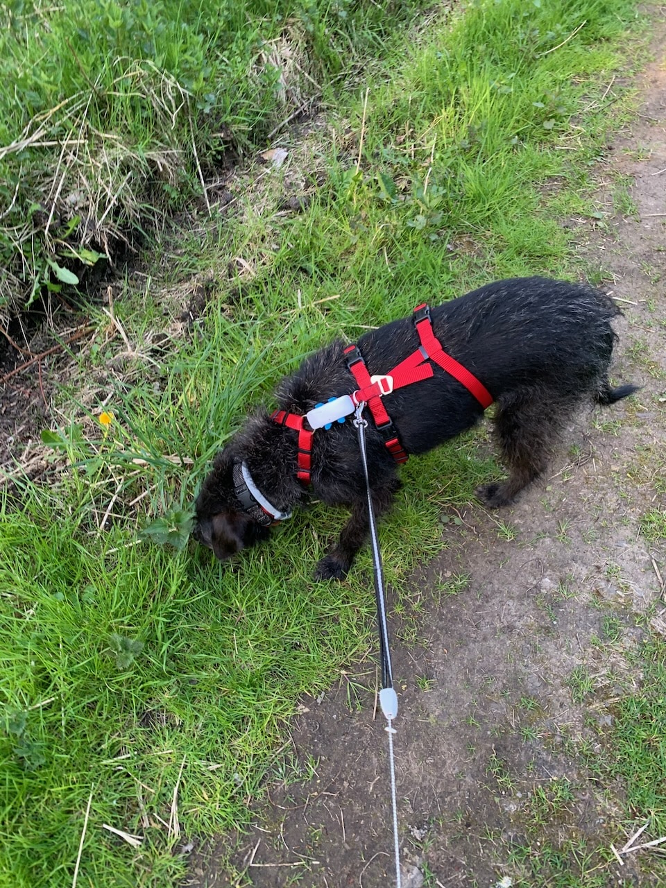 Der Tracker von tractive lässt sich einfach im Geschirr befestigen und stört dort Pepper gar nicht mehr.