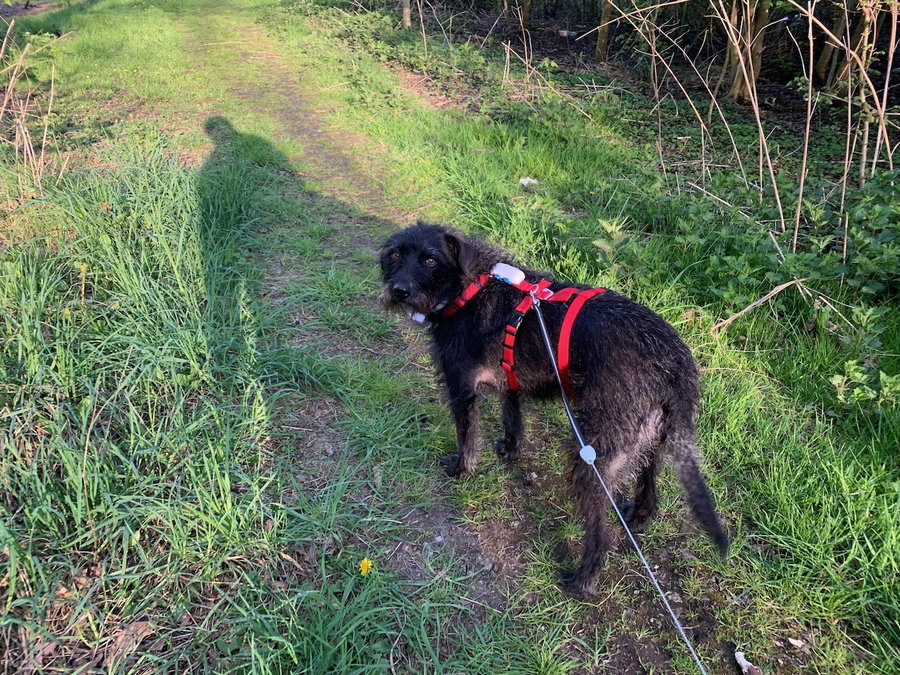Kaufratgeber: Die besten GPS-Tracker für Hunde – für entspannte Spaziergänge