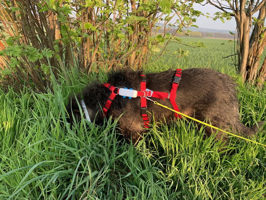 GPS-Tracker DOG 4 von tractive im Test