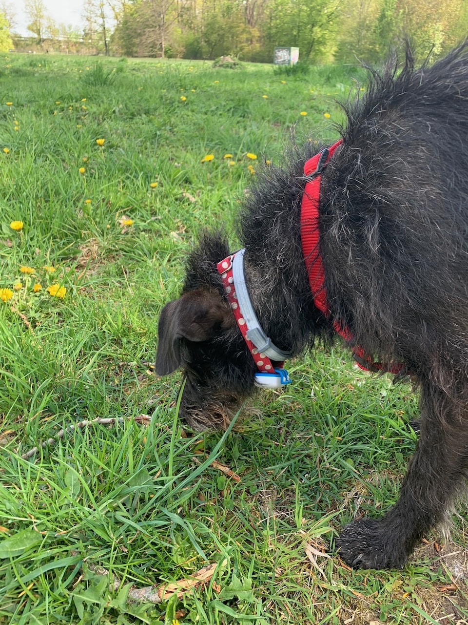 Bei der Befestigung am Halsband neigt der Tracker bei mittelgroßen Hunden wie Pepper dazu nach unten zu rutschen und sie beim Schnüffeln zu stören.