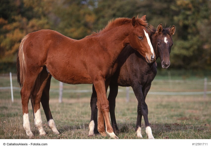 Trakehner Fohlen auf der Weide