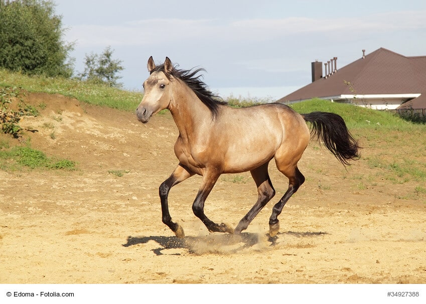 Trakehner hellbraun im Galopp
