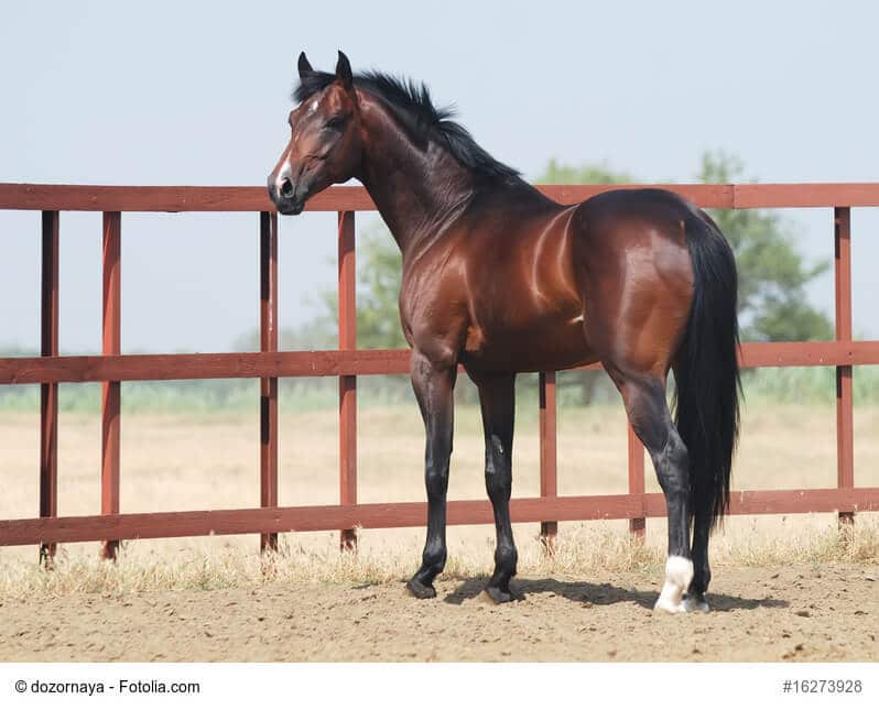 Junger Trakehner stehend