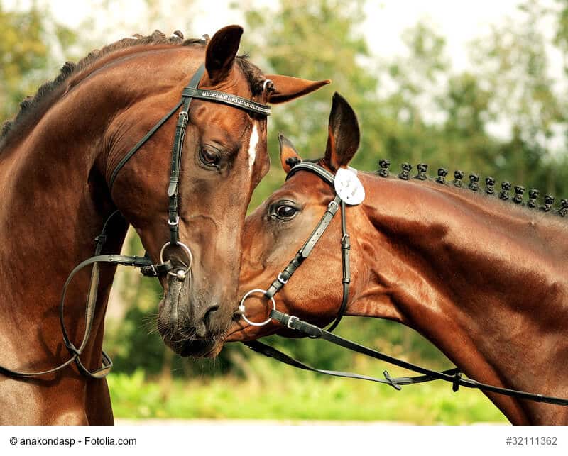 Braunes Trakehner Paar