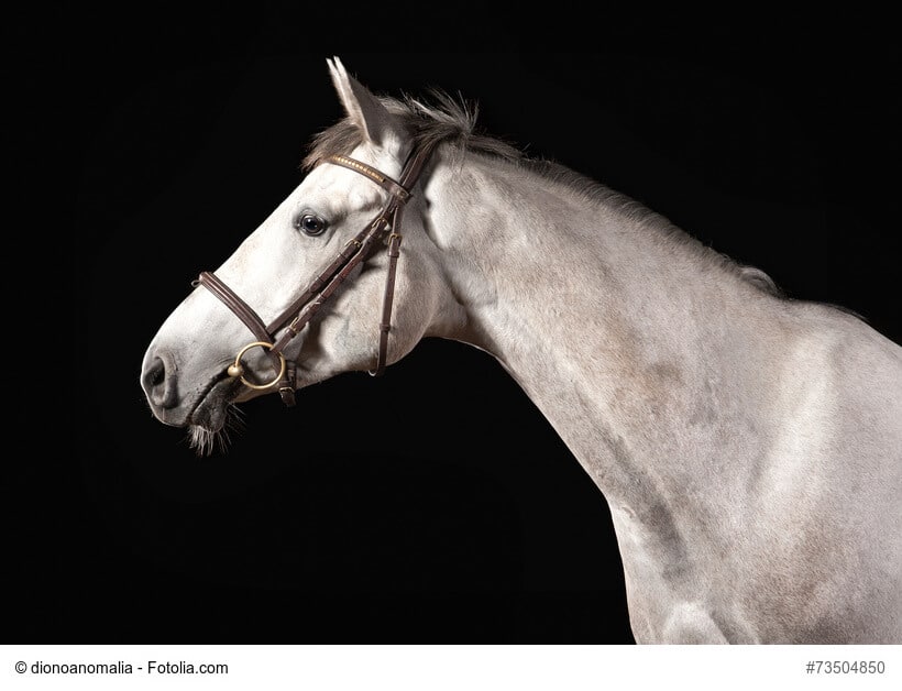 Trakehner im Portrait