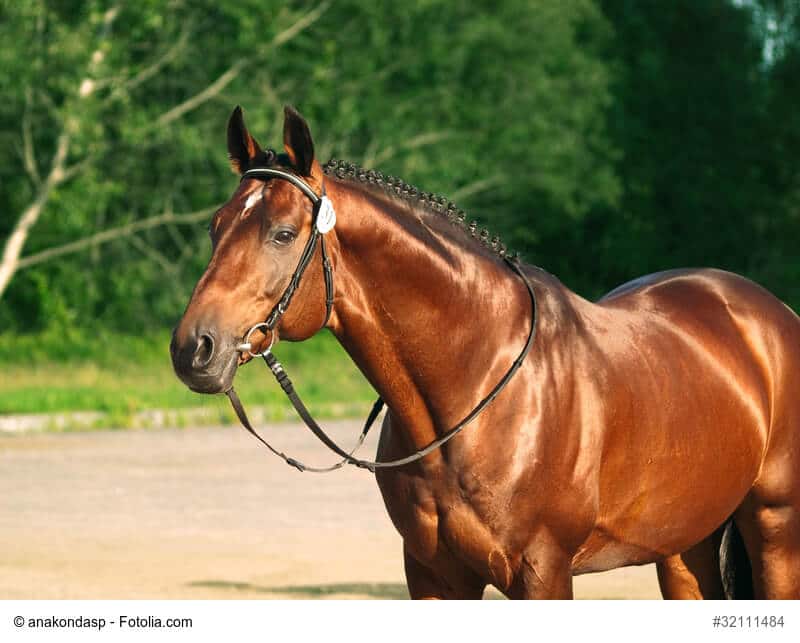 Trakehner stehend