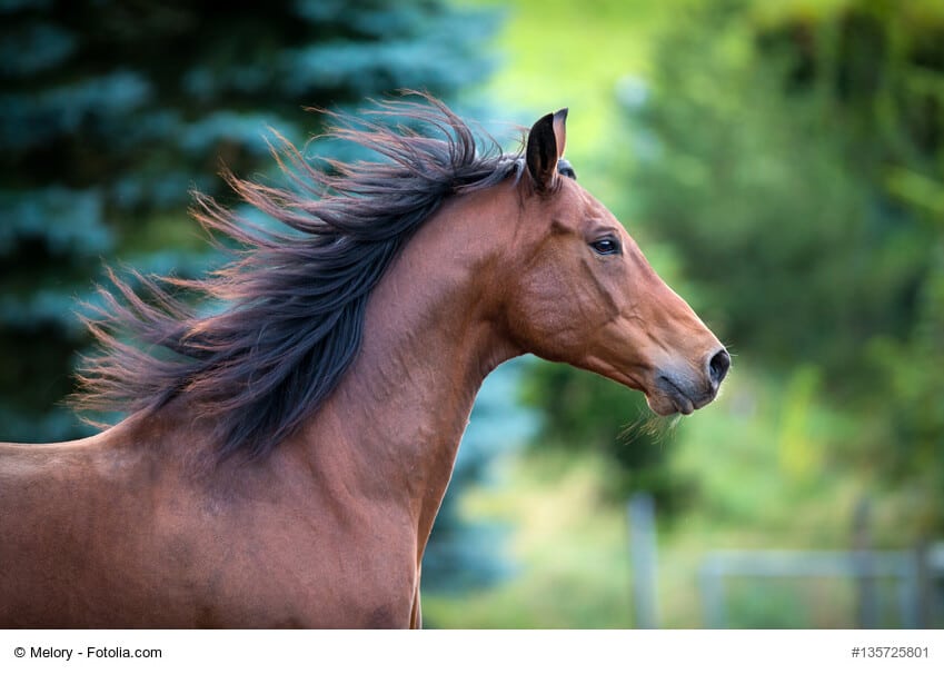Trakehner