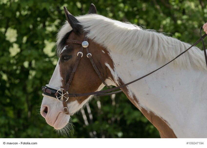 Schecken sind eine bekannte Pferdefarbe im Westernsport, wo wie bei diesem Portrait sichtbar ohne Trense geritten wird