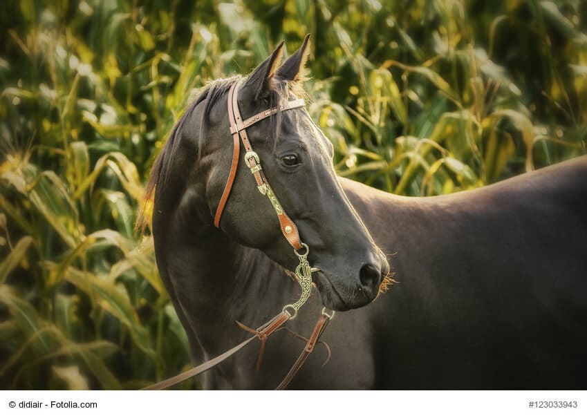 Pferd im Maisfeld mit Westerntrense