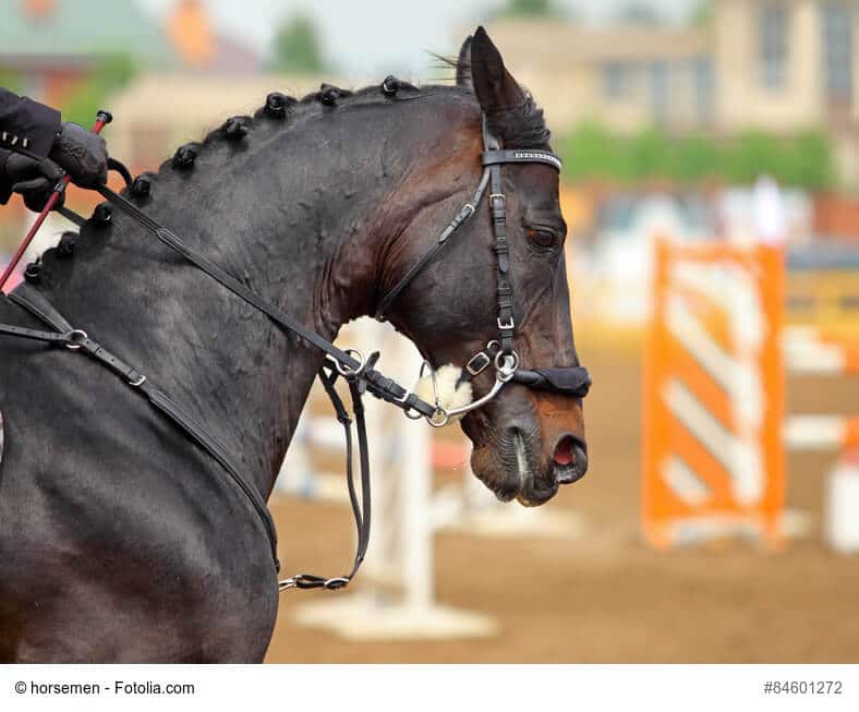 Hackamore - Reiten ohne Trense