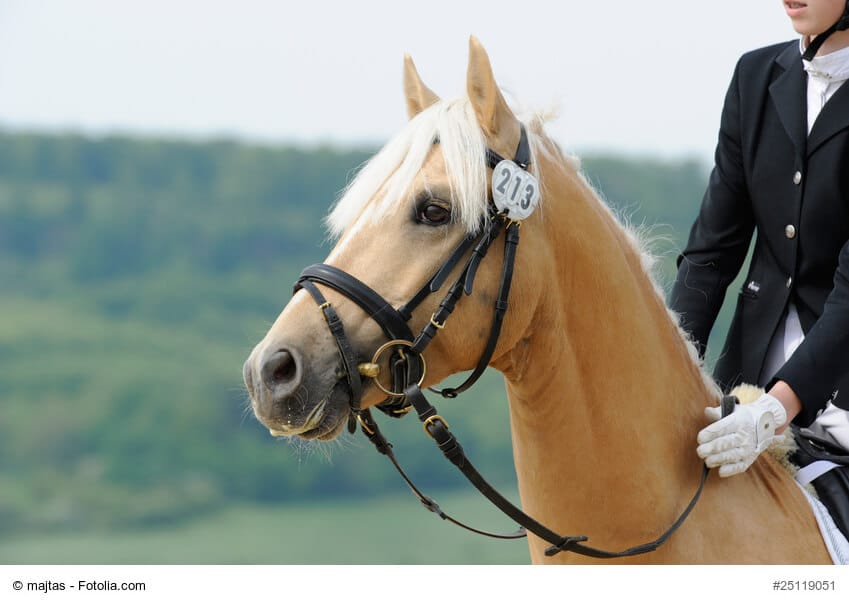 Pony mit Trense. Eine Trense besteht aus einem Trenszaum, einem Gebiss und Zügeln.