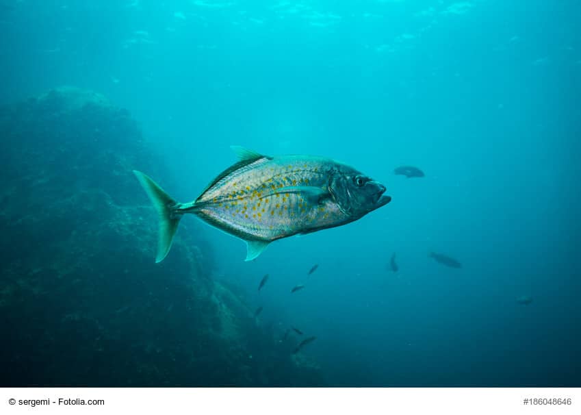 Ein Schwarm Tunfische schwimmen im Meer