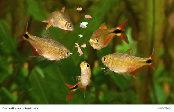 Trinken Fische?