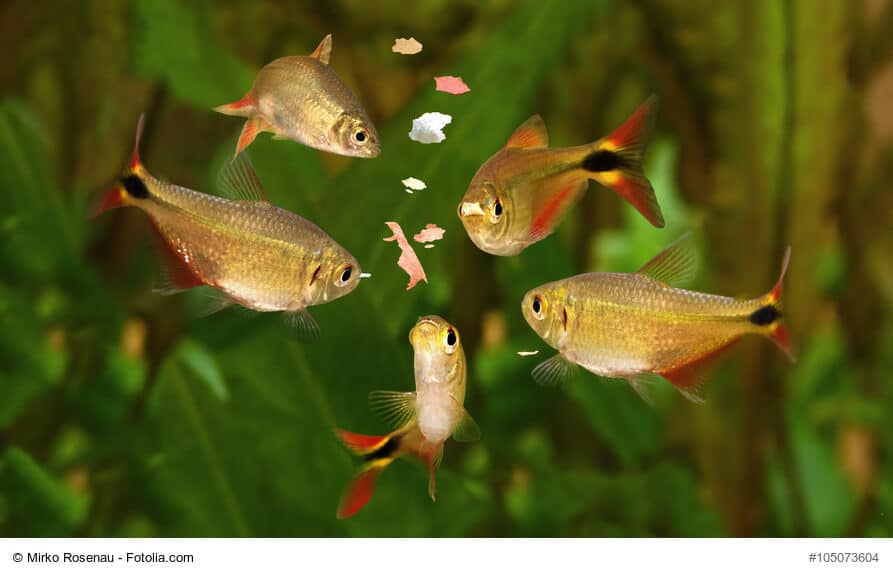 Trinken Fische?