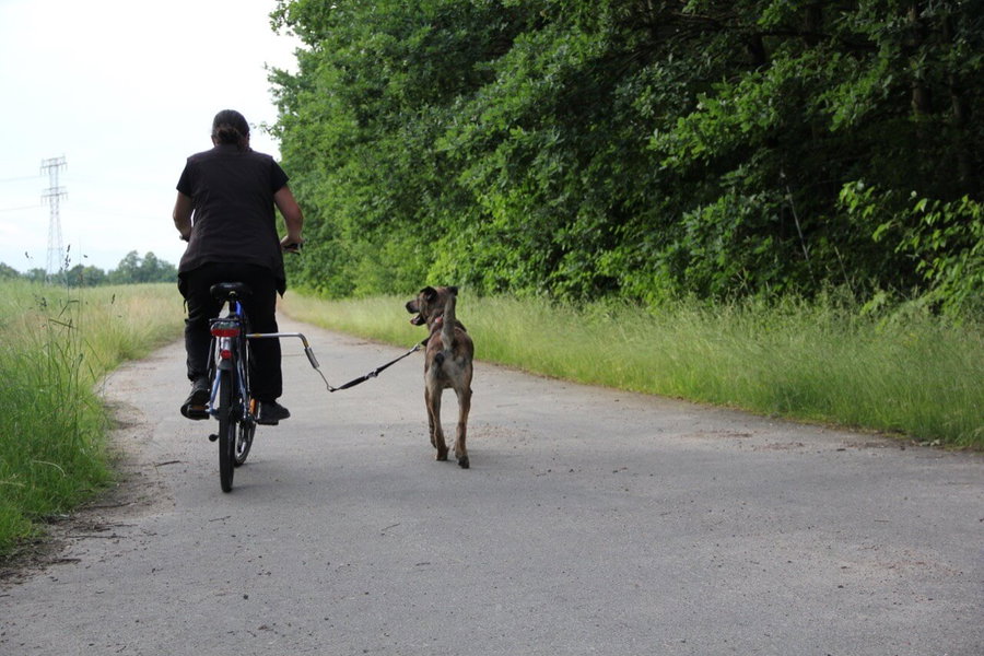 Fahrradhalter "Biker Set" von Trixie im Test