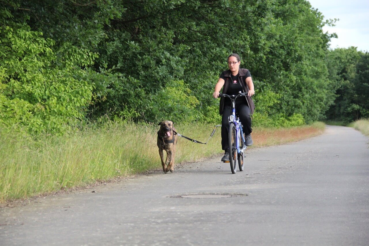 Sicheres Radfahren mit Hund