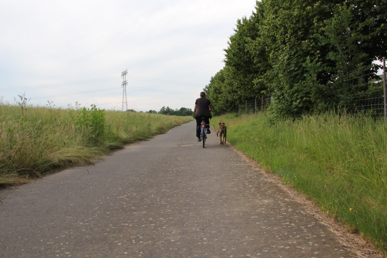 Hund und Radfahrer glücklich nebeneinander