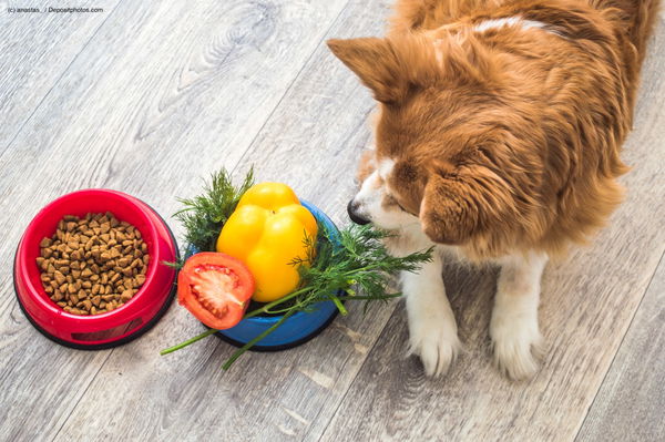 Das optimale Futter finden: So wählst du veganes und vegetarisches Hundefutter für deinen treuen Vierbeiner