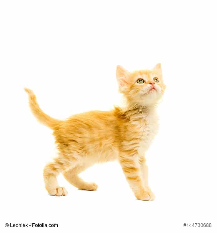 Türkisch Angora Babykatze