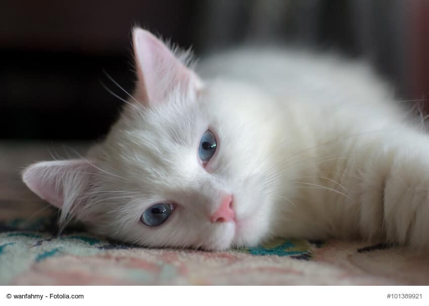 Angora Katze weiß, müde
