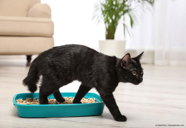 Wenn die Katze plötzlich in die Wohnung kotet: 5 Notfalltipps