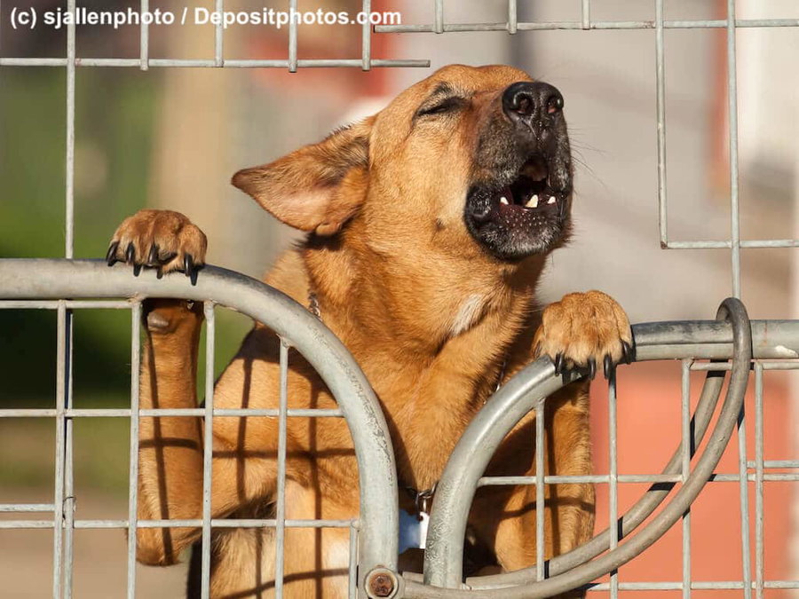 Wachhunde - die Aufpasser und Beschützer unter den Arbeitshunden