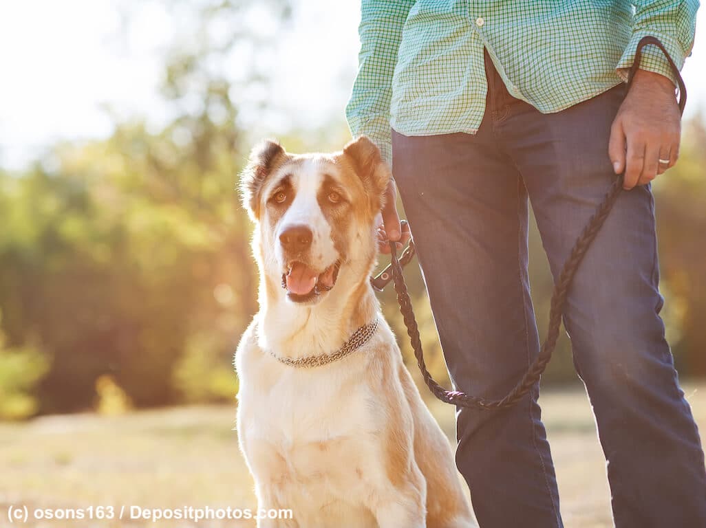 Asiatischer Schäferhund sitzt angeleint neben Mann in Natur.