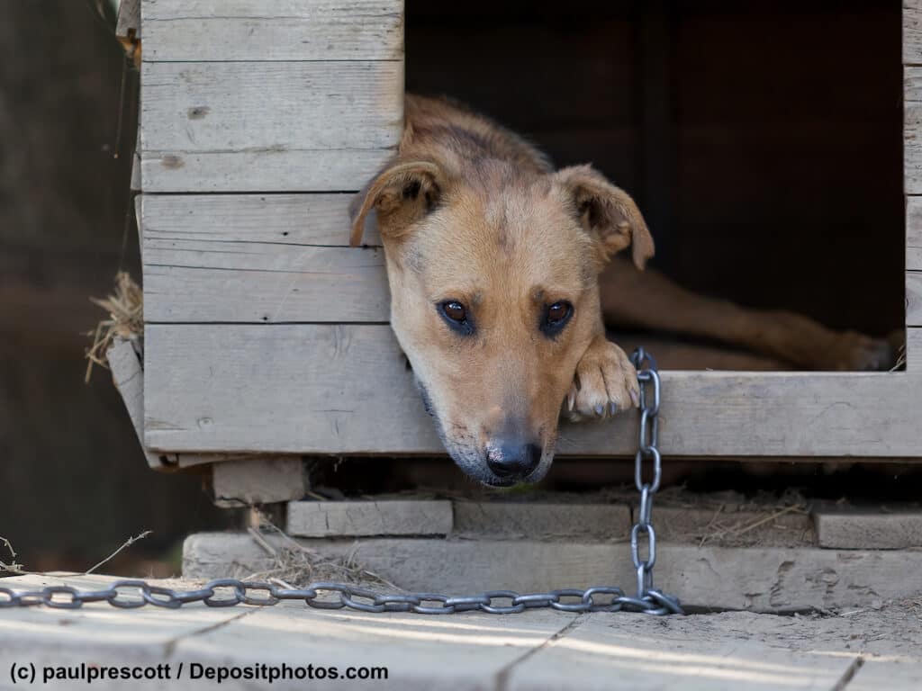 Wachhund? Ein brauner Hund liegt angekettet in einer hölzernen Hundehütte