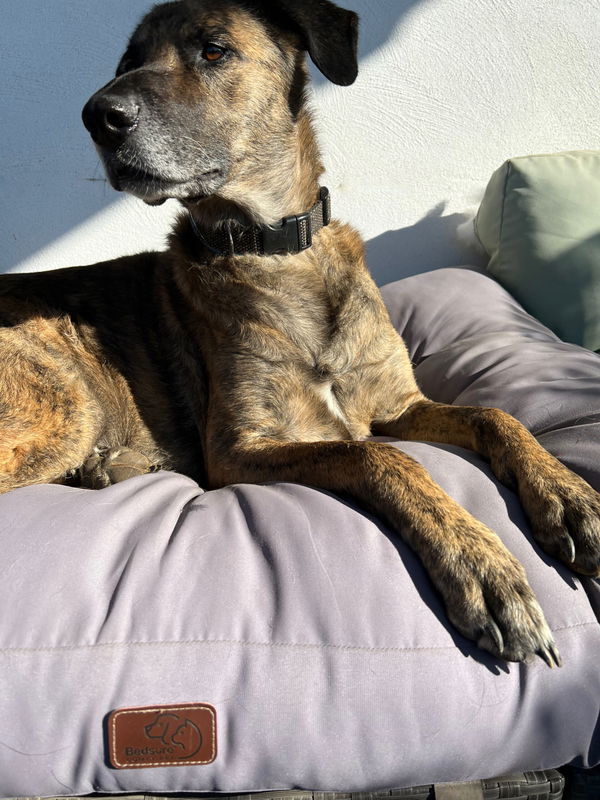 Das waschbare Hundekissen von BEDSURE im Test