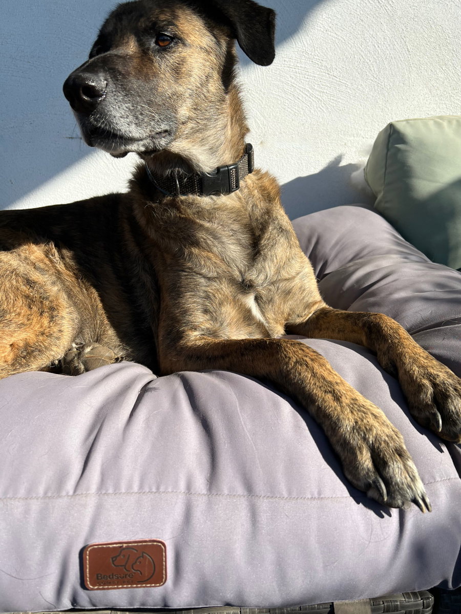 Das waschbare Hundekissen von BEDSURE im Test