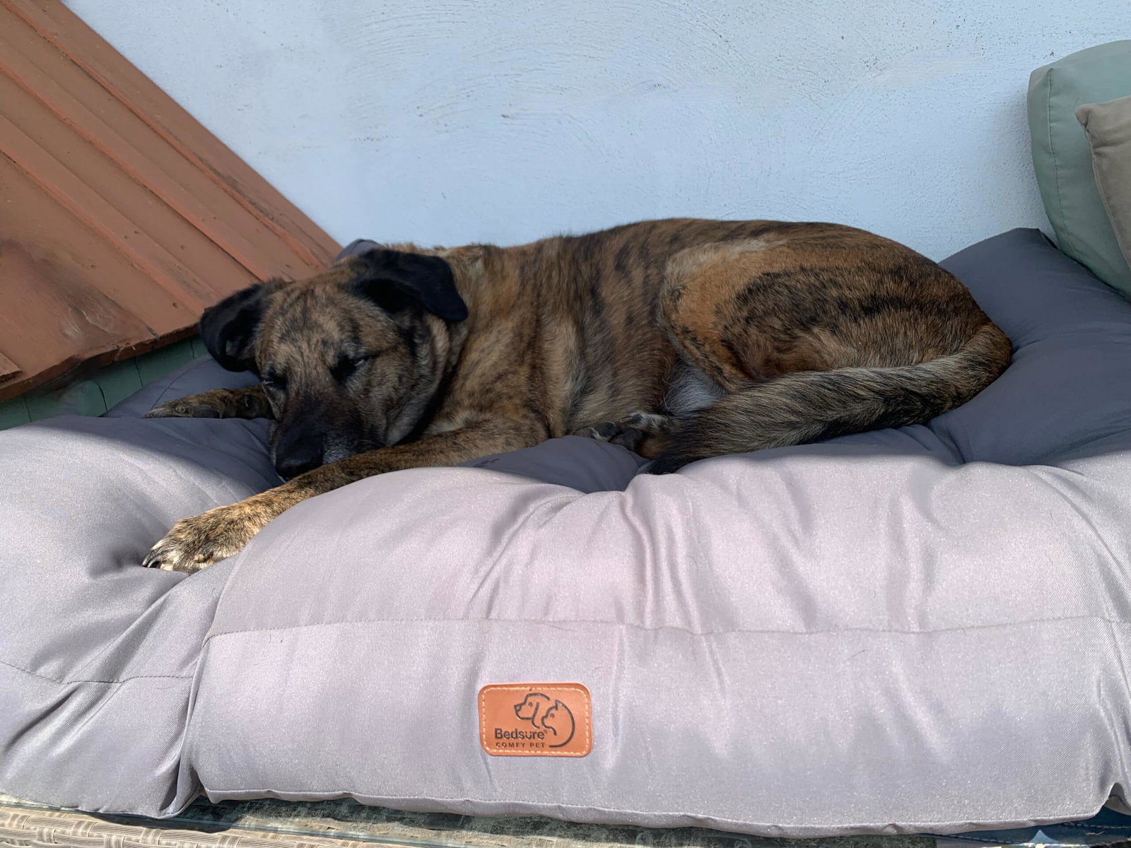 Ein Cao de Castro Laboreiro liegt draußen auf einem waschbaren Hundekissen von Bedsure. Die Beschriftung lautet: Ein Herdenschutzhund kann ruhig und entspannt aussehen und ist in der nächsten Sekunde hellwach.