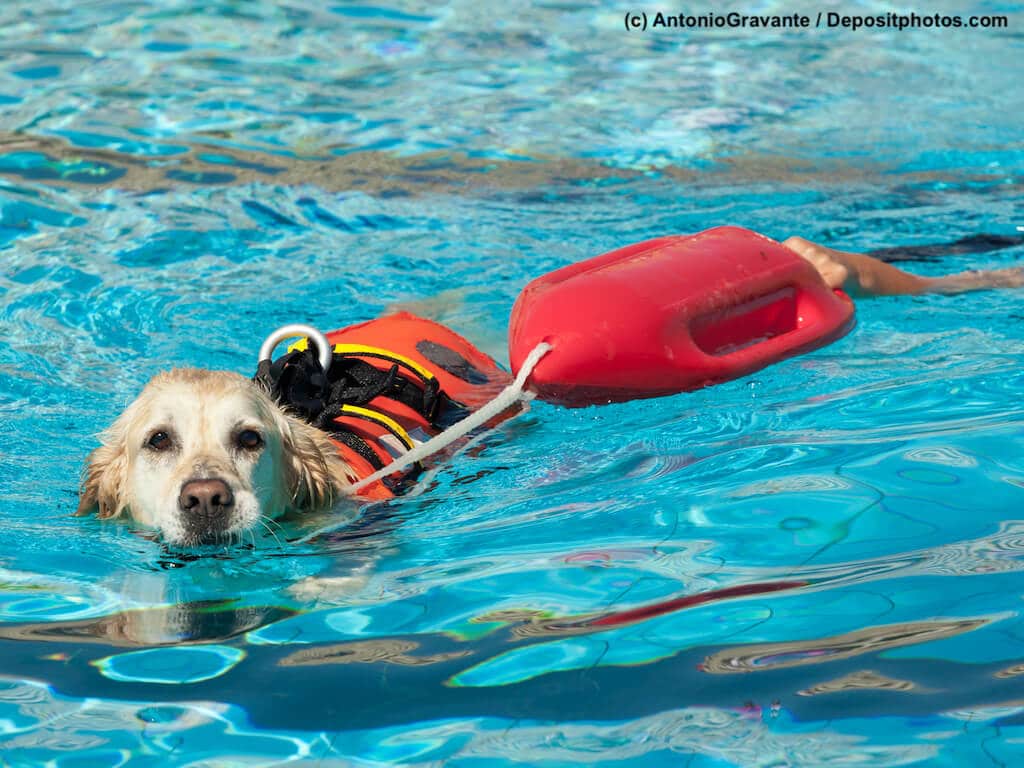 Ein Golden Retriever trainiert ein Wasserrettungshund zu sein und zieht eine Boje durchs Wasser.