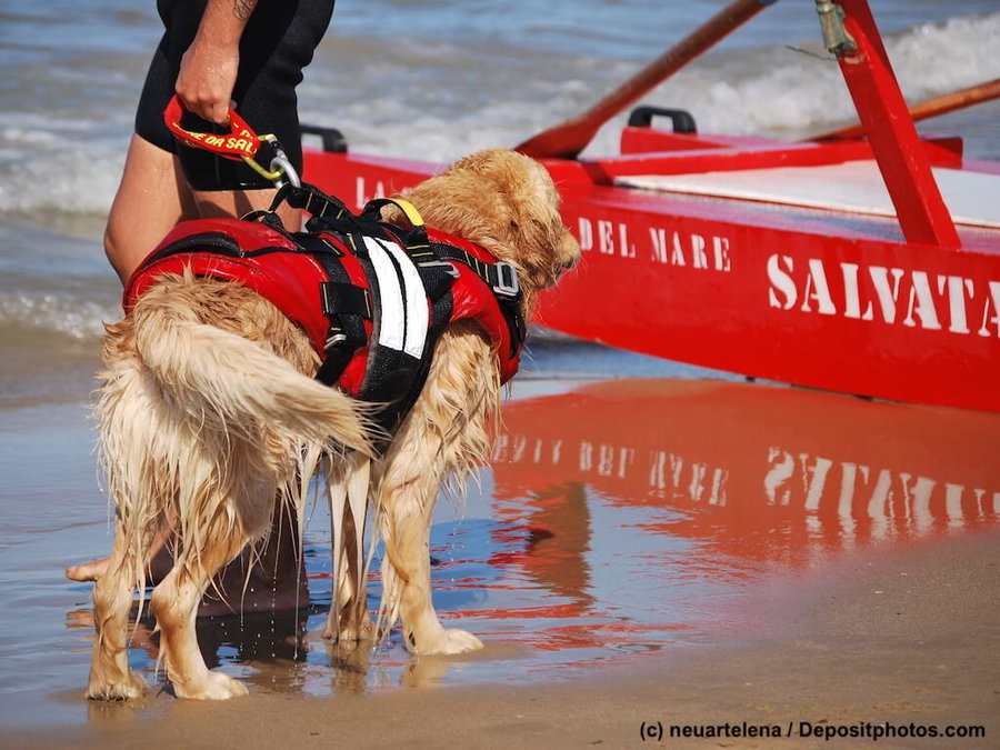 Wasserrettungshunde - tierisches Baywatch